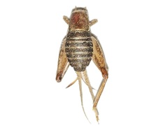 Cycloptilum kelainopum