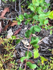 Grevillea singuliflora