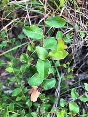 Grevillea singuliflora