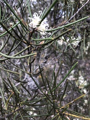 Hakea lissosperma