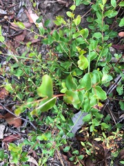 Grevillea singuliflora