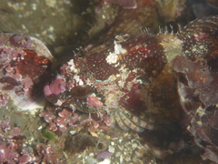 Oligocottus rubellio