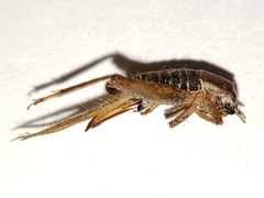 Cycloptilum kelainopum