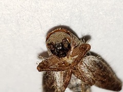 Cycloptilum kelainopum