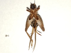 Cycloptilum kelainopum