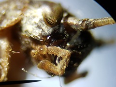 Cycloptilum kelainopum