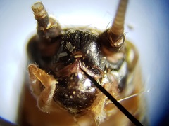 Cycloptilum kelainopum