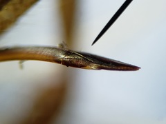 Cycloptilum kelainopum