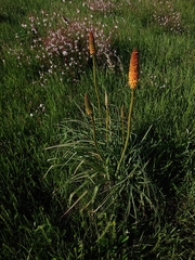 Kniphofia ensifolia