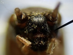 Cycloptilum kelainopum