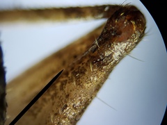 Cycloptilum kelainopum