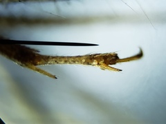 Cycloptilum kelainopum