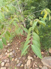 Wrightia arborea