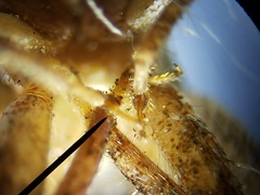 Cycloptilum kelainopum