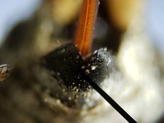 Cycloptilum kelainopum