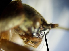 Cycloptilum kelainopum