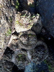 Pyura praeputialis