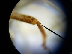 Cycloptilum kelainopum