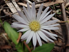 Brachyscome decipiens
