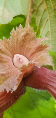 Corylus avellana