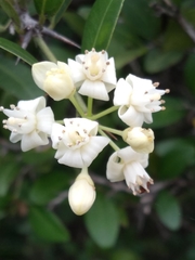 Atalantia monophylla