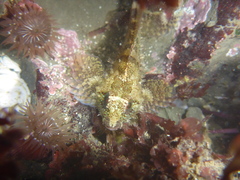 Oligocottus rubellio