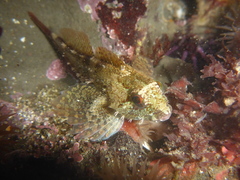 Oligocottus rubellio