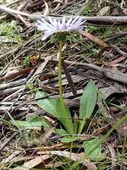 Brachyscome decipiens