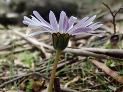 Brachyscome decipiens