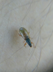 Phyllobius oblongus