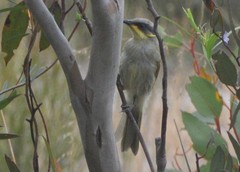 Lichenostomus cratitius