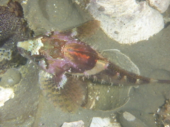 Oligocottus rubellio