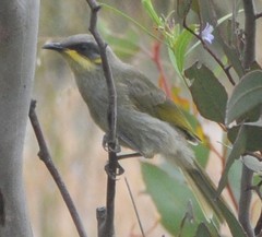 Lichenostomus cratitius