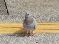 Columba livia domestica