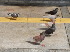 Columba livia domestica