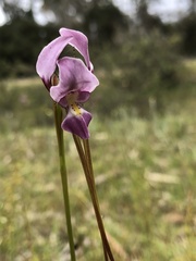 Diuris daltonii