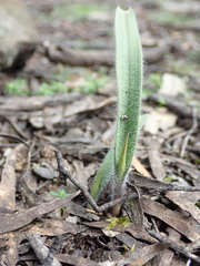 Caladenia dilatata