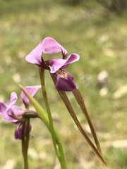 Diuris daltonii