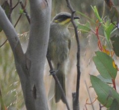 Lichenostomus cratitius