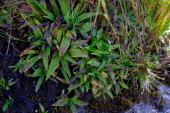 Disa aurata