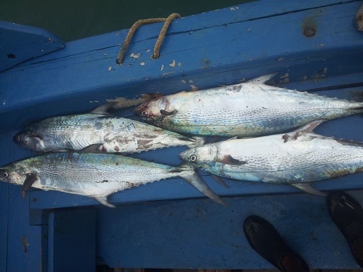 Kanadi Kingfish