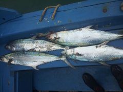 Kanadi Kingfish photo 1