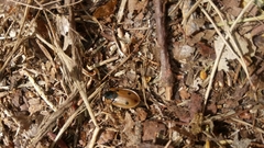 Dendroxena quadrimaculata