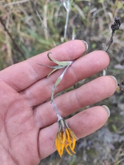 Tragopogon ucrainicus