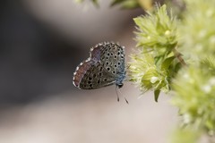 Pseudophilotes panoptes