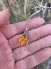 Tragopogon ucrainicus