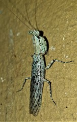 Tarachodes sanctus
