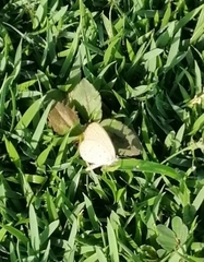 Eurema brigitta
