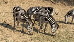 Equus quagga crawshayi