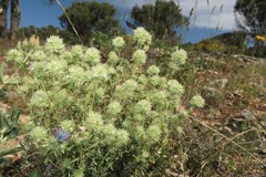 Pseudophilotes panoptes